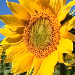 Meet your Posher, Arie